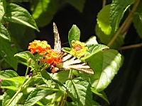 Papillon (ord Lepidopteres) (Photo F. Mrugala) (5)